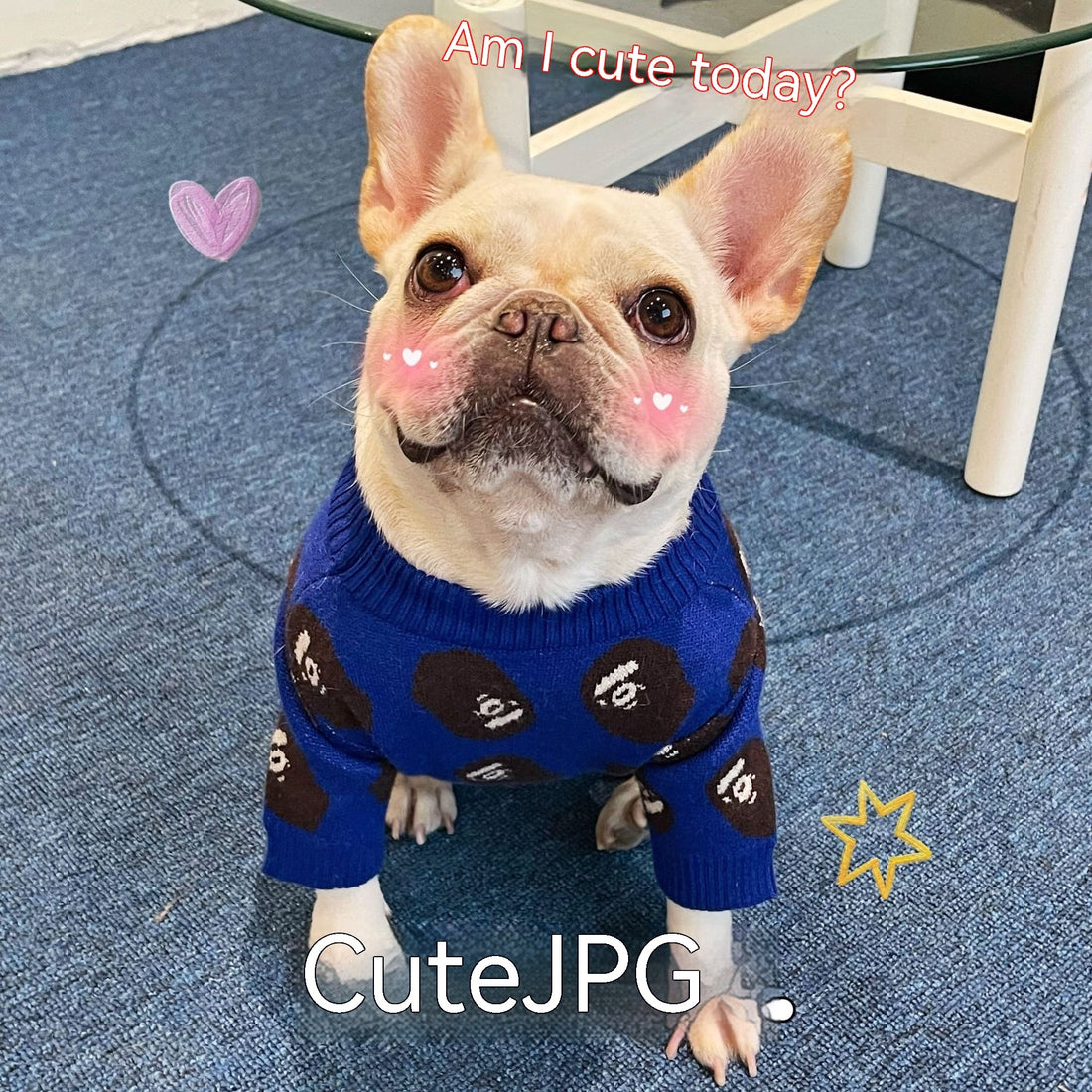 Pet Trendy Brand Popular Clothes