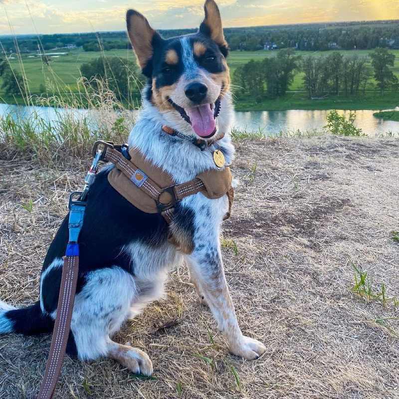 Dog Safety Training Belt Hand Holding Rope