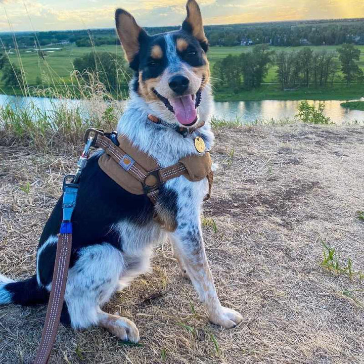 Dog Safety Training Belt Hand Holding Rope