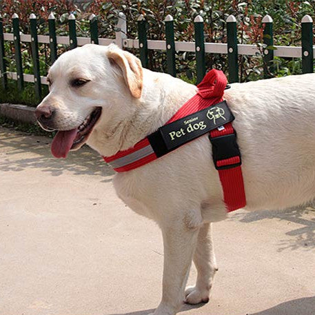 Dog Walking Chain Leash